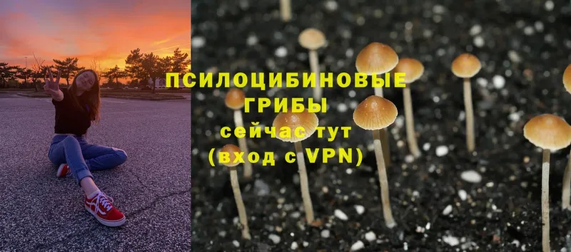 Галлюциногенные грибы Magic Shrooms Белово